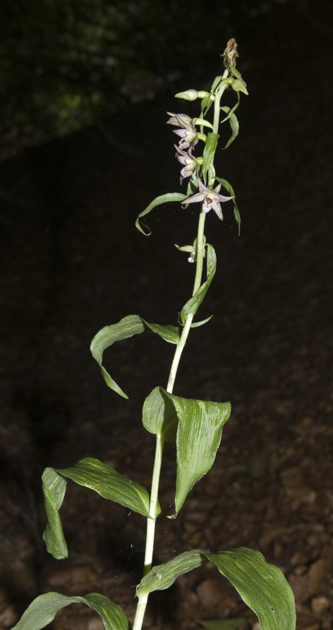 Epipactis placentina